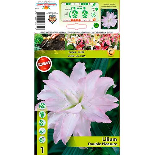 Lilie Double Pleasure interface.image 1 interface.art 76306