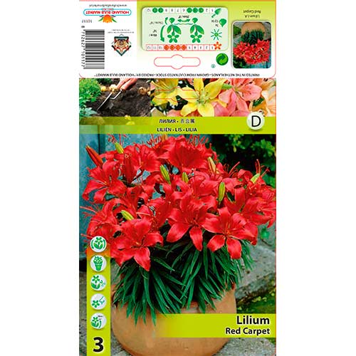 Asiatische Lilie Red Carpet interface.image 1 interface.art 76320