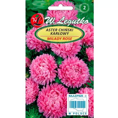 Aster Milady Rose Legutko interface.image 1 interface.art 69558