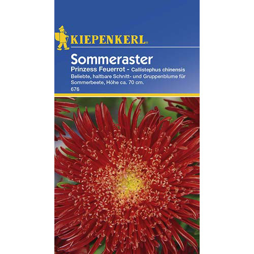 Aster Prinzess, rot interface.art Bild 1 Aster Prinzess, rot interface.image 1 interface.art 77430