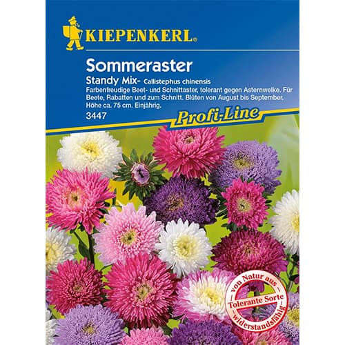 Sommeraster Standy interface.image 1 interface.art 96573