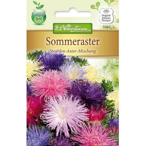 Sommeraster Strahlen - Aster interface.image 1 interface.art 78895