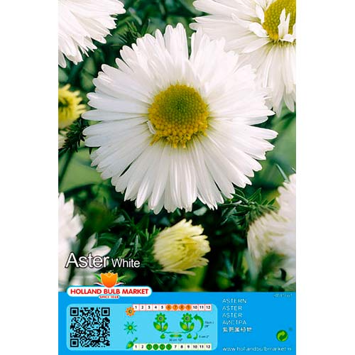 Aster White interface.image 1 interface.art 76374