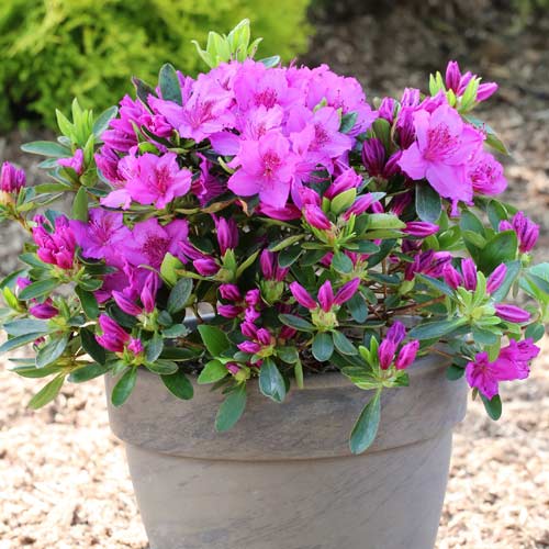 Azalee Konigstein, P9 interface.image 1 interface.art 5643