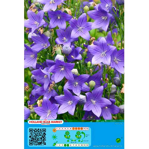 Ballonblume Blue interface.art Bild 1 Ballonblume Blue interface.image 1 interface.art 76497