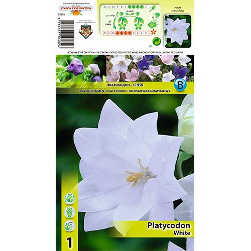 Ballonblume White interface.image 1 interface.art 70449