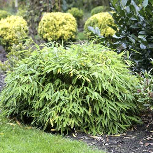 Bambus Elias PBR, C5 interface.image 1 interface.art 8533