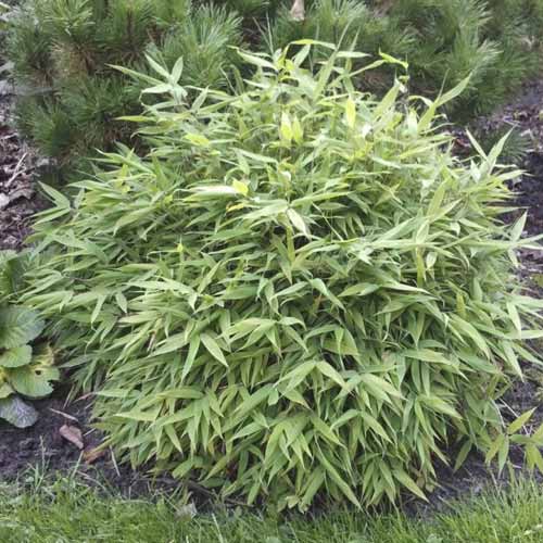 Bambus Lolliloops PBR, C5 interface.image 1 interface.art 8534