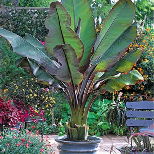 Bananenbaum Maurelli interface.art Bild 1 Bananenbaum Maurelli interface.image 1 interface.art 77810