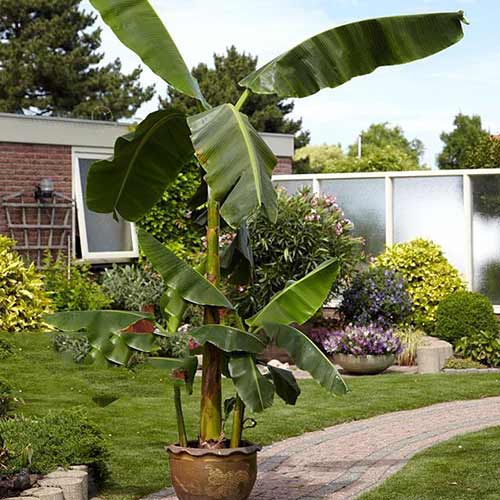 Bananenbaum Musa Basjoo interface.image 1 interface.art 76634