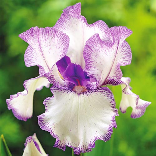 Bartiris (Iris) Blue Staccato interface.image 1 interface.art 76284