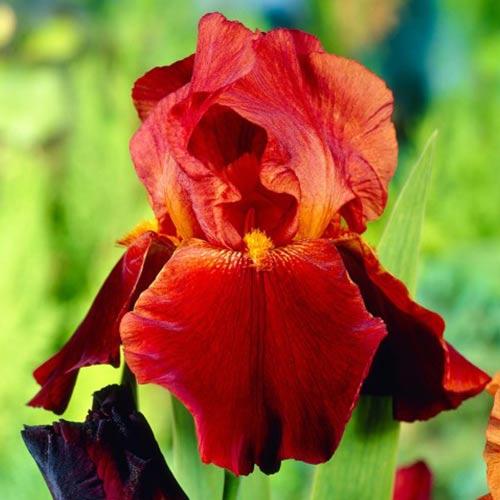 Bartiris (Iris) Sultan's Palace interface.image 1 interface.art 76292