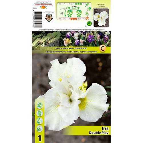 Bartlose Schwertlilie Double Play interface.image 1 interface.art 70420