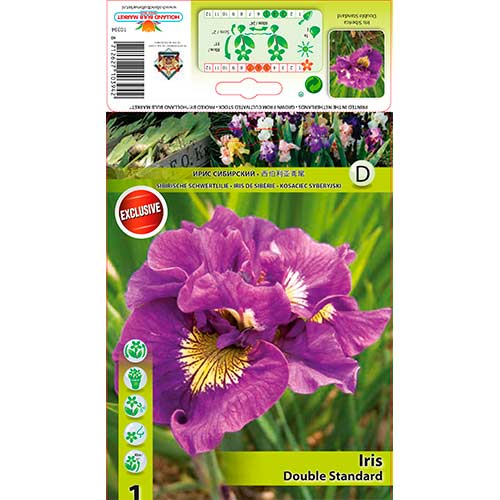 Bartlose Schwertlilie Double Standard interface.art Bild 1 Bartlose Schwertlilie Double Standard interface.image 1 interface.art 76287