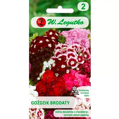 Bartnelke Black Magic mischung Legutko interface.art Bild 1 Bartnelke Black Magic mischung Legutko interface.image 1 interface.art 78603