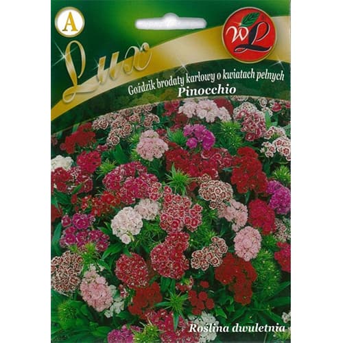 Bartnelke Einfachblühende Pinocchio Mischung interface.art Bild 1 Bartnelke Einfachblühende Pinocchio Mischung interface.image 1 interface.art 86762