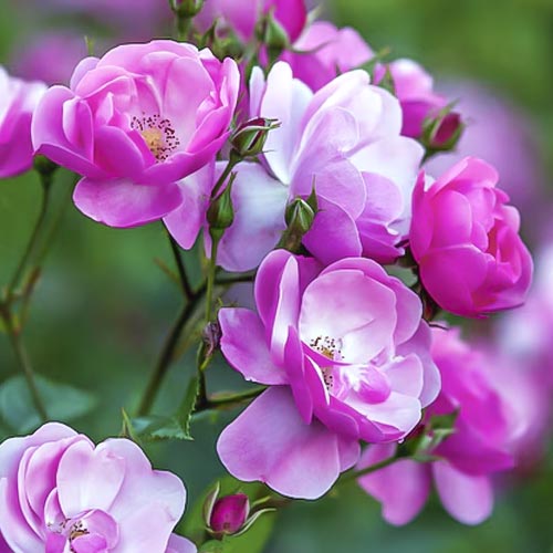 Beetrose Angelica interface.image 1 interface.art 6203