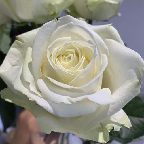 Beetrose Avalanche interface.image 1 interface.art 6205