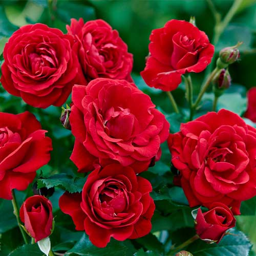 Beetrose Bordo interface.image 1 interface.art 6127