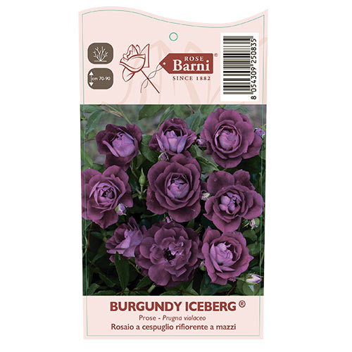 Beetrose Burgundy Iceberg®, C5 interface.image 5 interface.art 6146