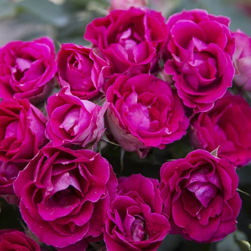 Beetrose Czeslaw Milosz® interface.art Bild 2 Beetrose Czeslaw Milosz® interface.image 2 interface.art 6192