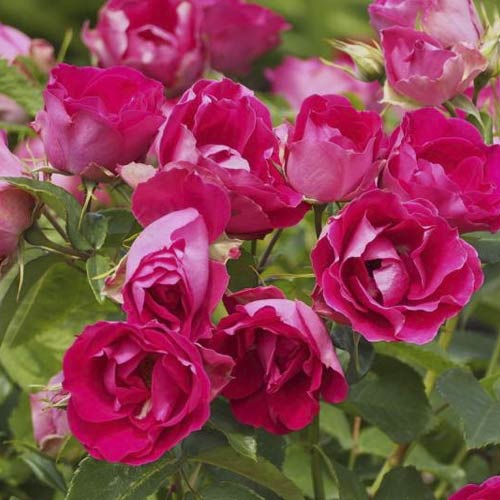 Beetrose Czeslaw Milosz® interface.art Bild 3 Beetrose Czeslaw Milosz® interface.image 3 interface.art 6192