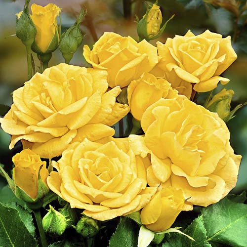 Beetrose Friesia interface.image 1 interface.art 6209