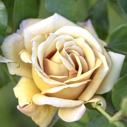 Beetrose Honey Dijon®, C5 interface.image 1 interface.art 6144