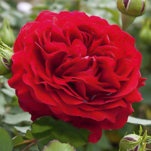 Beetrose Kronborg interface.image 1 interface.art 6213