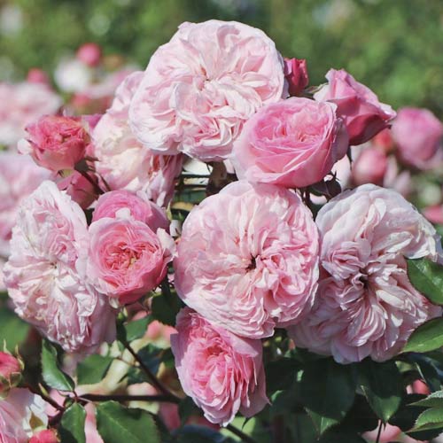 Beetrose Maria Theresia interface.image 1 interface.art 6215