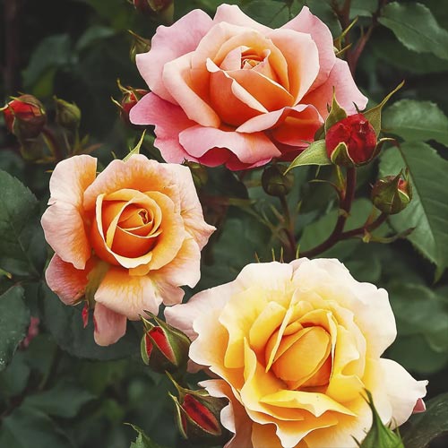 Beetrose Marie Curie ®, С3 interface.image 1 interface.art 6176