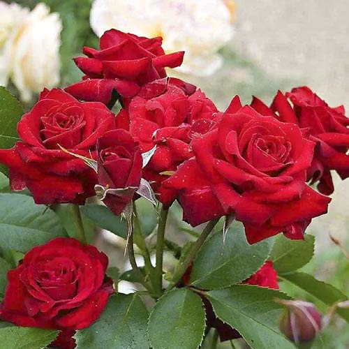 Beetrose Niccolo Paganini interface.image 1 interface.art 6216