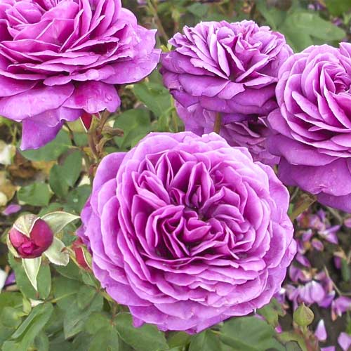 Beetrose Old Port interface.image 1 interface.art 6217