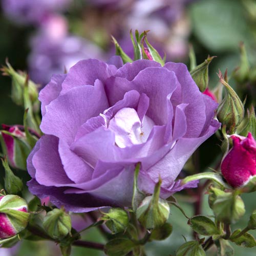 Beetrose Pacific Dream®, C5 interface.image 2 interface.art 6148