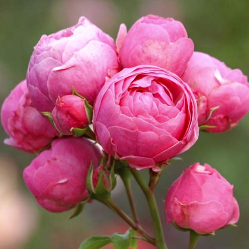 Beetrose Pomponella Fairy Tale interface.image 1 interface.art 6220