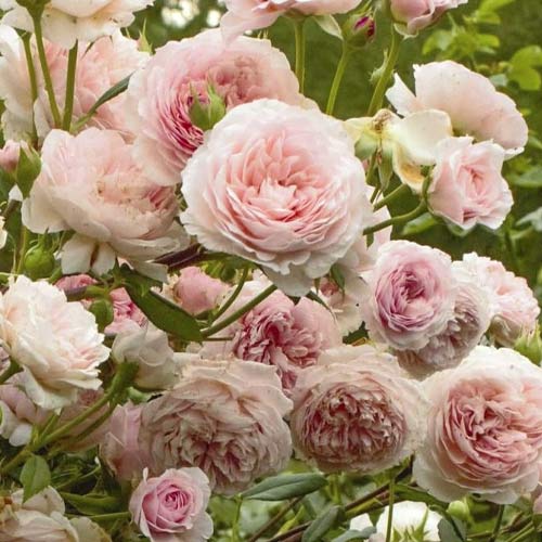 Beetrose William Morris interface.image 1 interface.art 6221