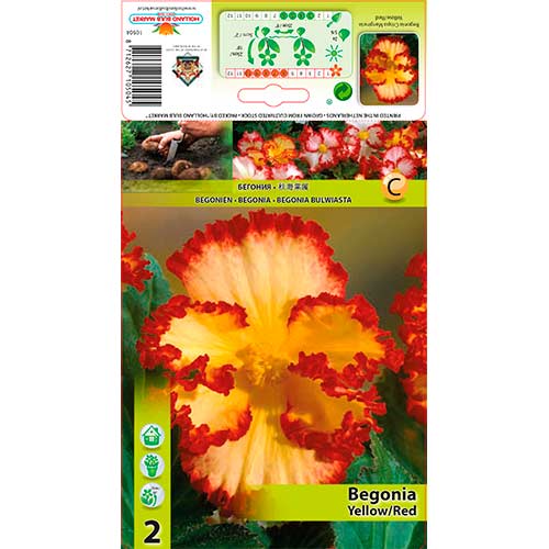 Begonie (Crispa Marginata) Yellow/Red interface.image 1 interface.art 76184