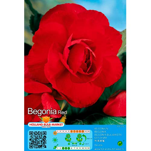 Begonie Double Red interface.image 1 interface.art 70461