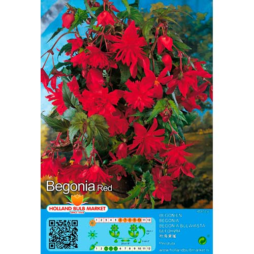 Begonie Pendula Red interface.image 1 interface.art 76392