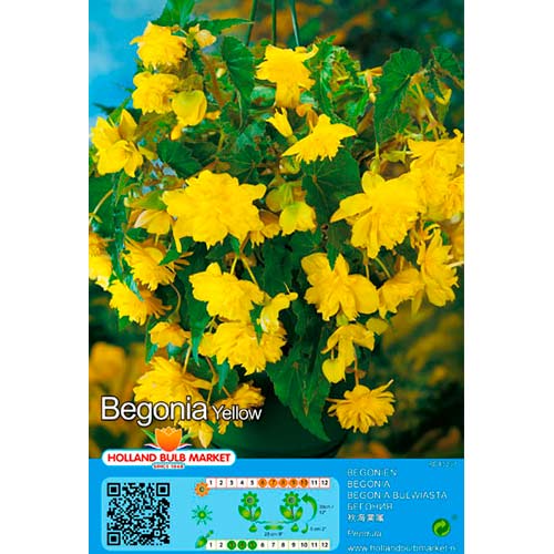 Begonie Pendula Yellow interface.image 1 interface.art 76394