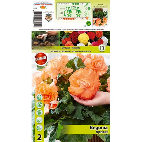 Begonie Ruffled Apricot interface.image 1 interface.art 70358