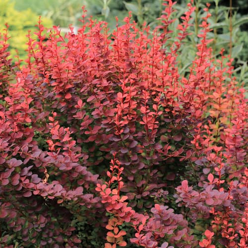 Berberitze Thunberga Atropurpurea interface.art Bild 1 Berberitze Thunberga Atropurpurea interface.image 1 interface.art 5645