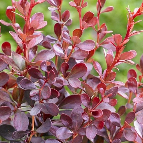 Berberitze Thunberga Dart's Red Lady, P9 interface.image 1 interface.art 9001