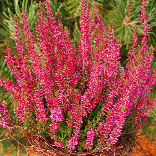 Besenheide Athene interface.image 1 interface.art 5424