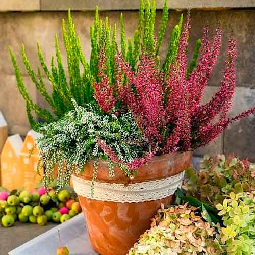 Besenheide Trio Girls Athene/Elisa/Amethyst interface.image 1 interface.art 5896