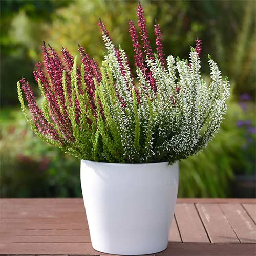 Besenheide Trio Girls Athene/Hilda/Zelda interface.image 1 interface.art 5427