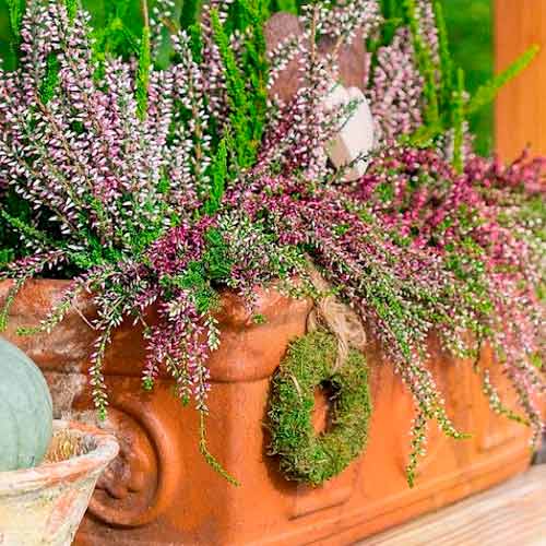 Besenheide Trio Girls Hilda/Elisa/Amethyst interface.image 1 interface.art 5897