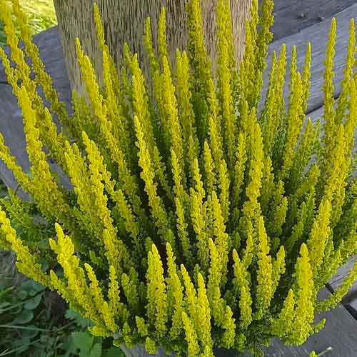 Besenheide Zelda interface.image 1 interface.art 5440