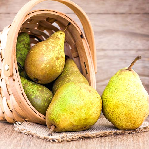 Birne Abate Fetel, C2 interface.image 1 interface.art 9684