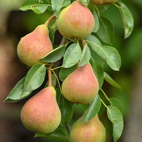 Birne (columnar) Santa Maria interface.art Bild 1 Birne (columnar) Santa Maria interface.image 1 interface.art 2021